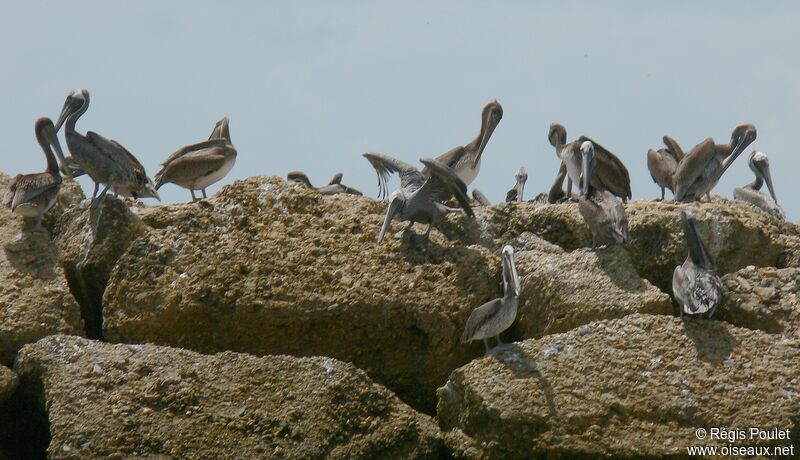 Brown Pelican