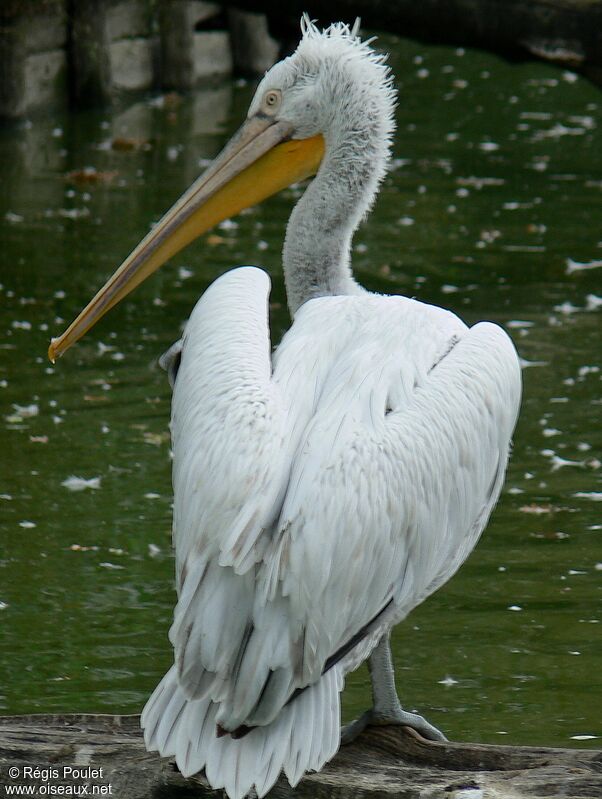 Dalmatian Pelicanadult