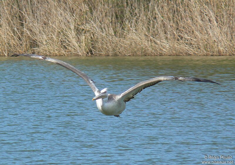 Dalmatian Pelicanadult