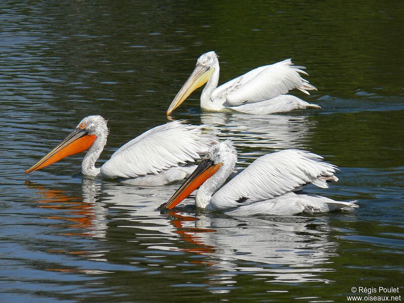 Dalmatian Pelican