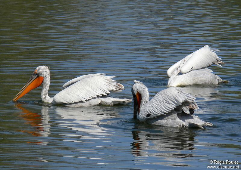 Dalmatian Pelican