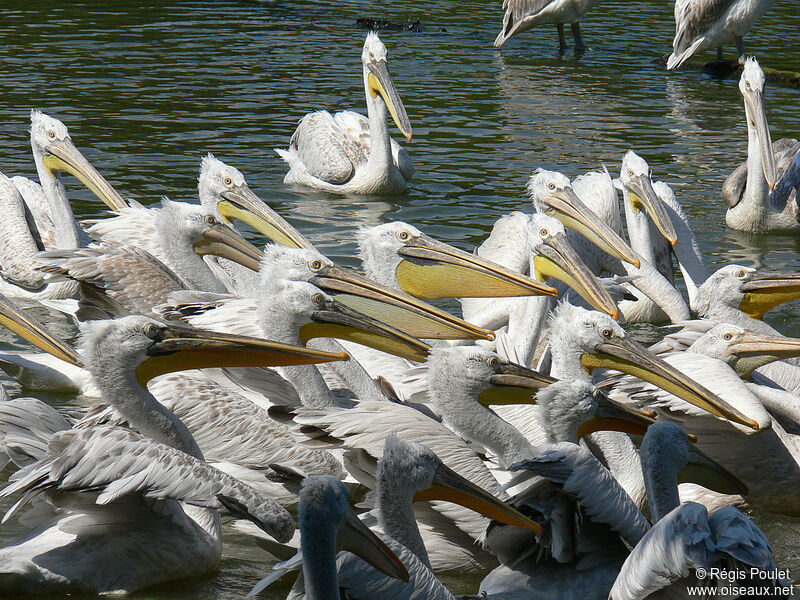 Dalmatian Pelican