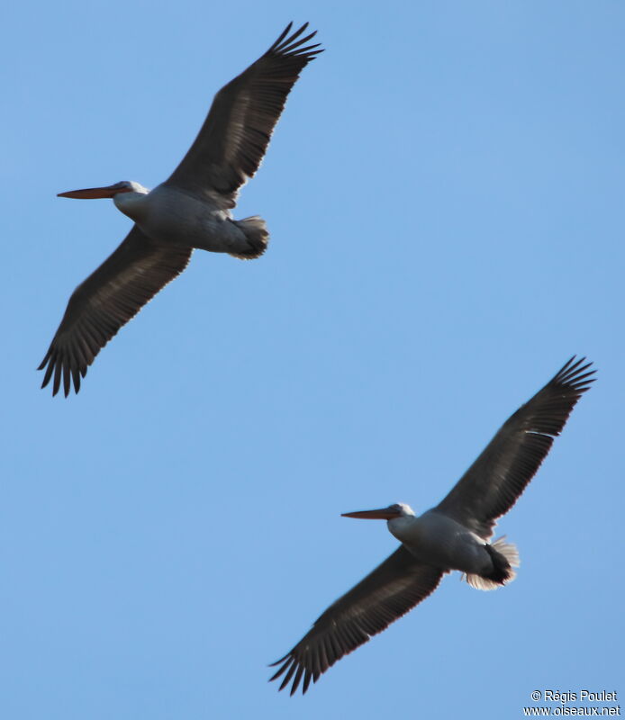 Dalmatian Pelican, Flight