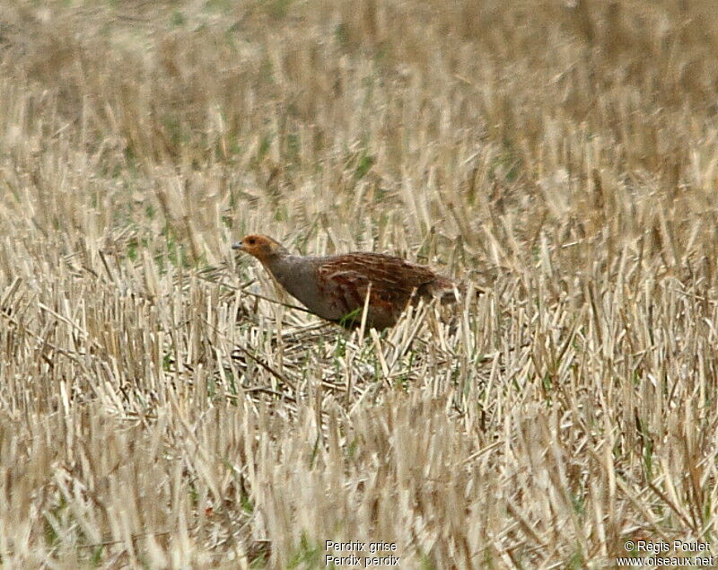 Grey Partridge