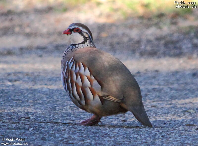 Perdrix rougeadulte, identification