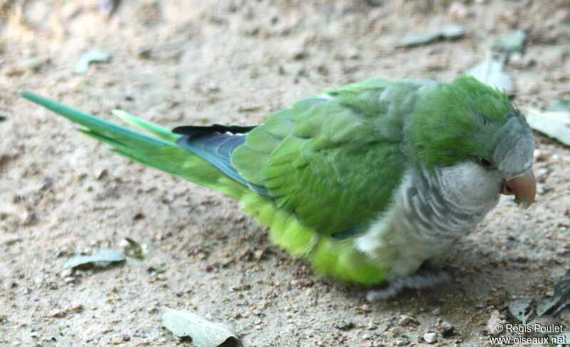 Monk Parakeet