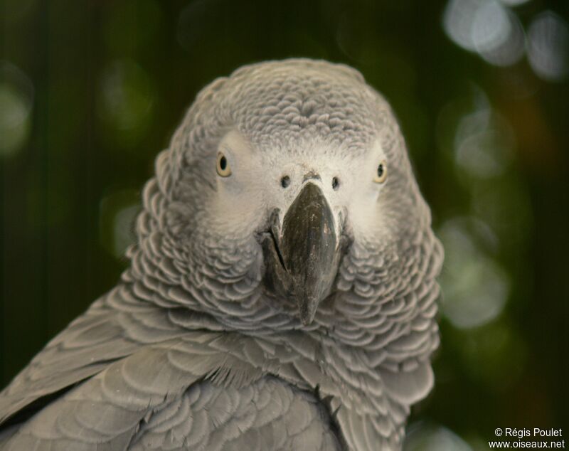 Grey Parrot