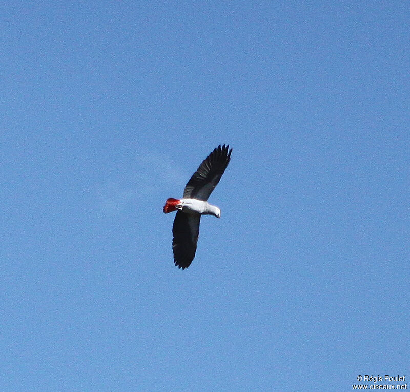 Grey Parrot, Flight