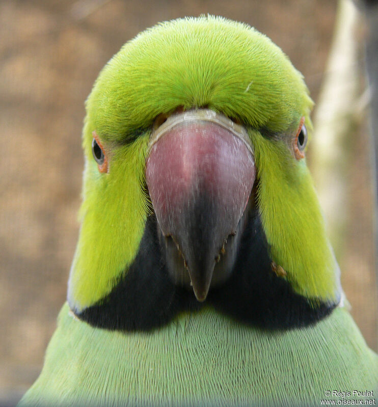 Rose-ringed Parakeet male