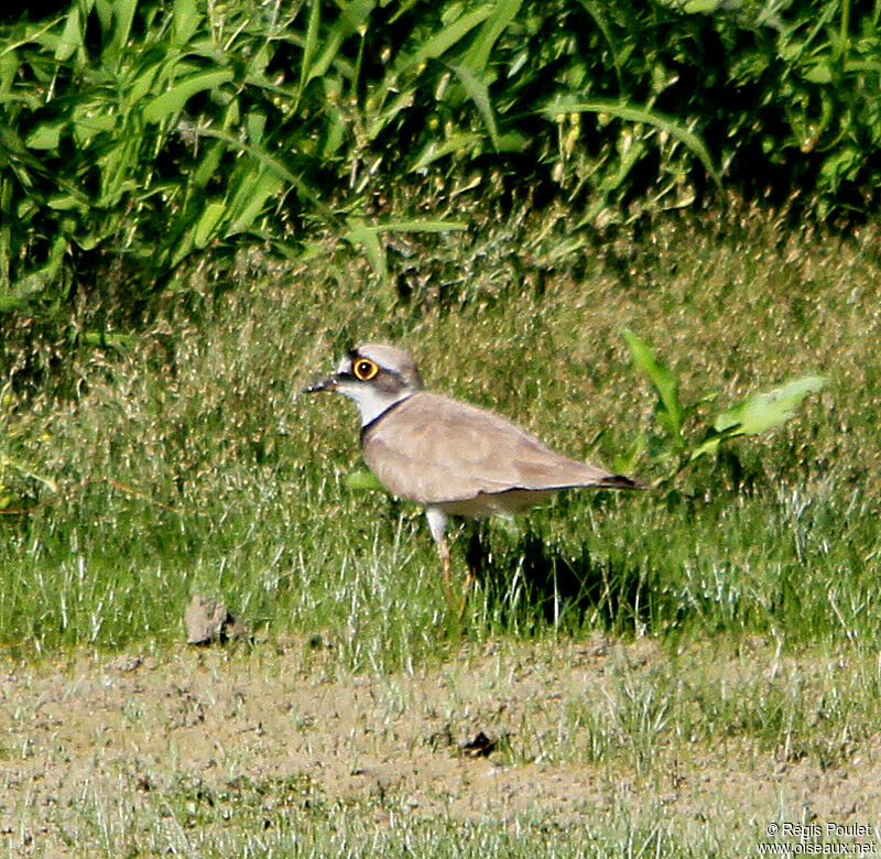 Little Ringed Plover male adult breeding, identification