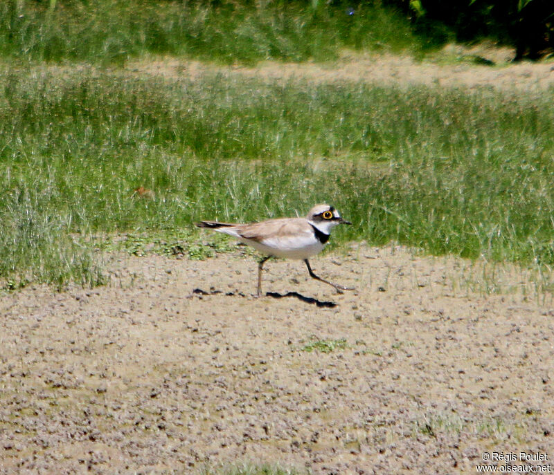 Petit Gravelot mâle adulte, identification