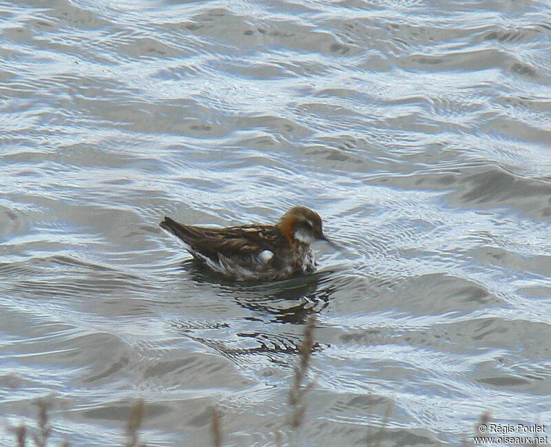 Red-necked Phalarope male adult breeding