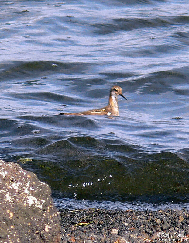 Phalarope à bec étroitadulte