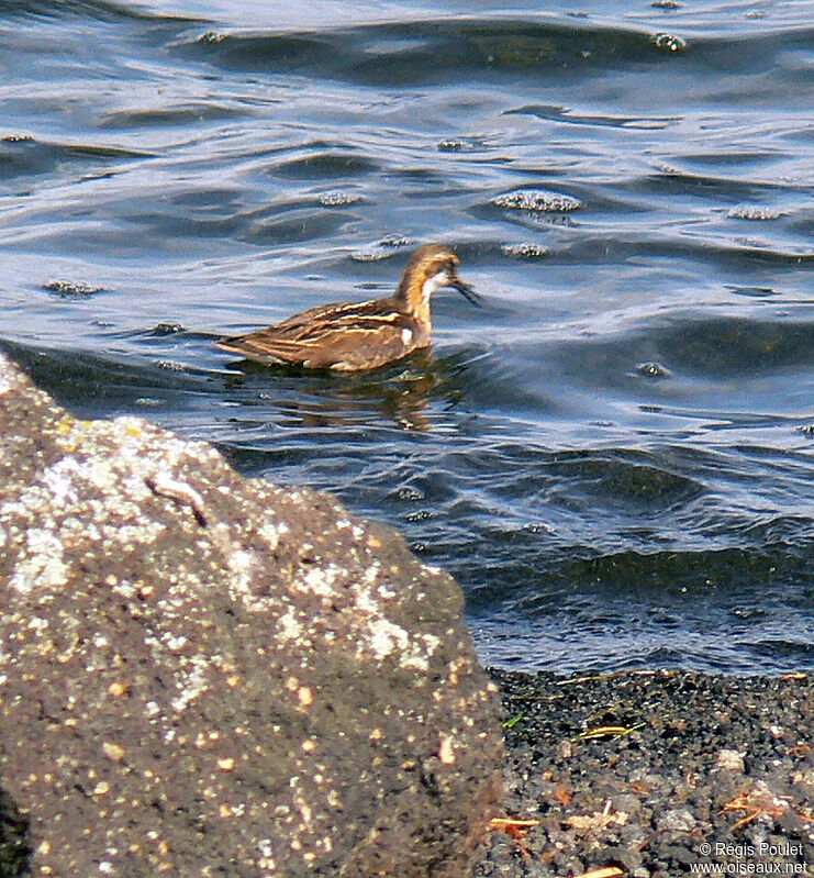 Phalarope à bec étroitadulte