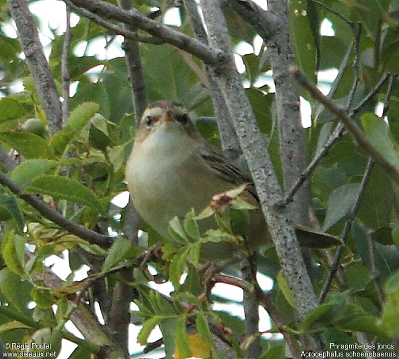 Sedge Warbler