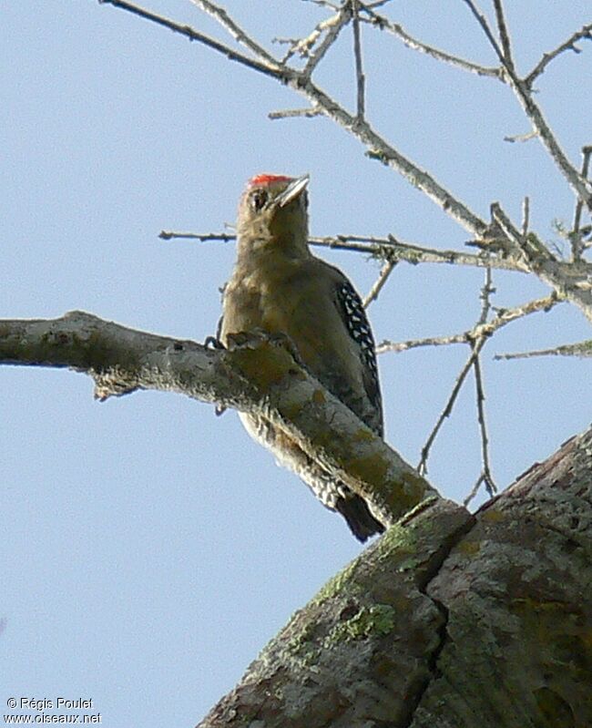 Red-crowned Woodpeckeradult