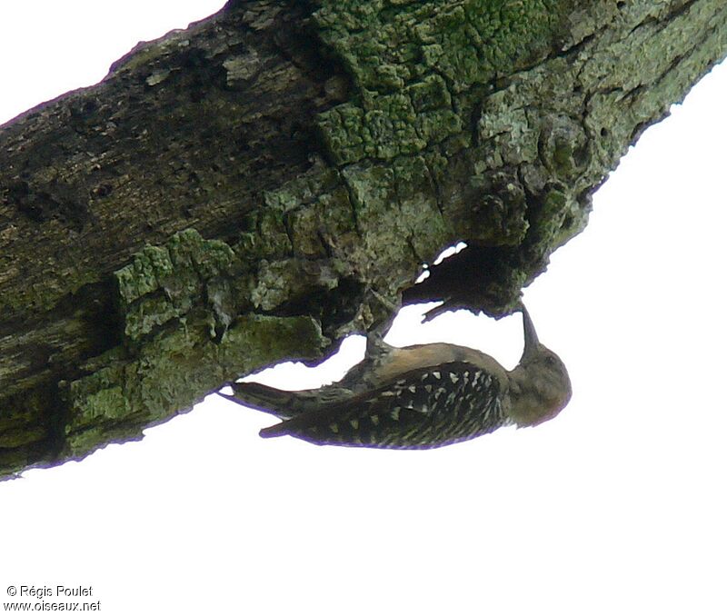 Pic à couronne rougeadulte