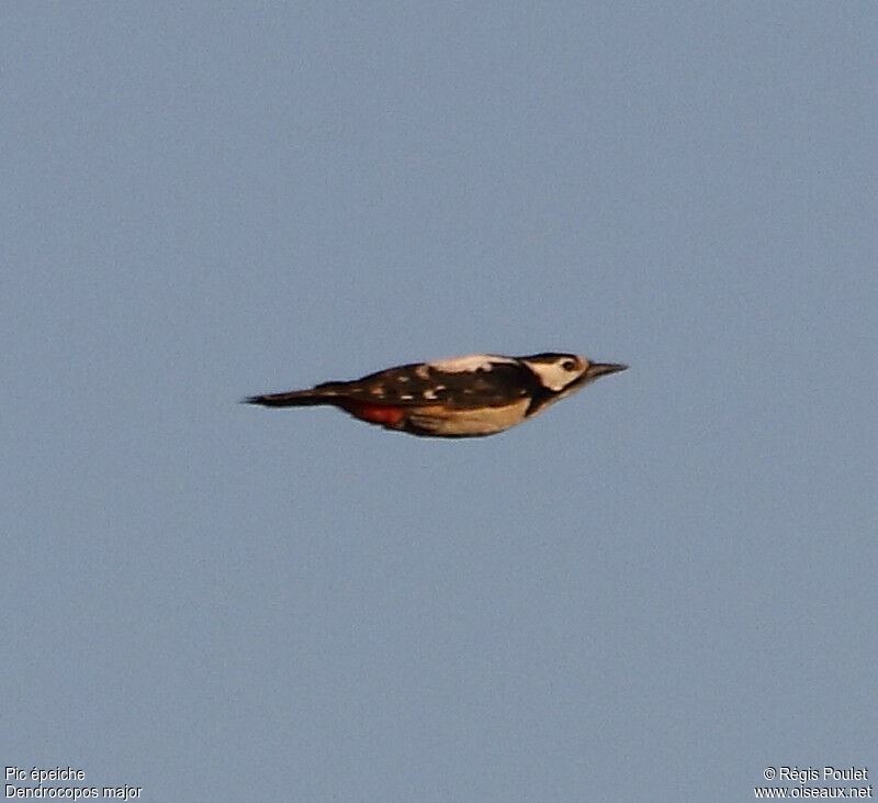 Great Spotted Woodpeckeradult, Flight