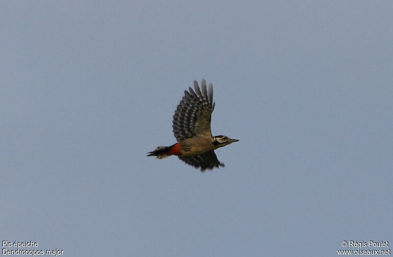 Great Spotted Woodpecker, Flight