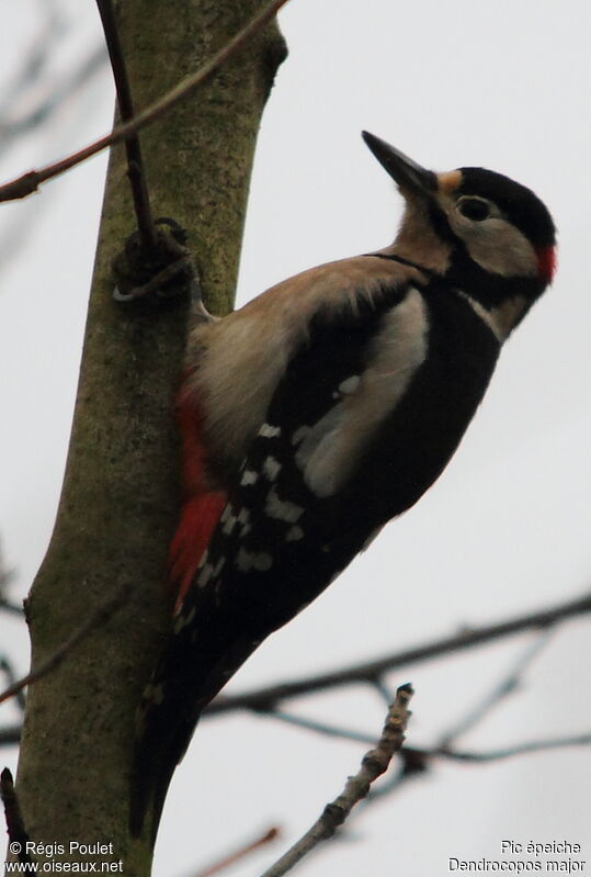 Great Spotted Woodpecker