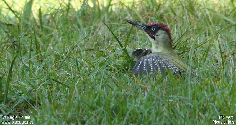 European Green Woodpecker, Behaviour