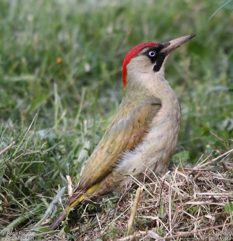 European Green Woodpecker female adult