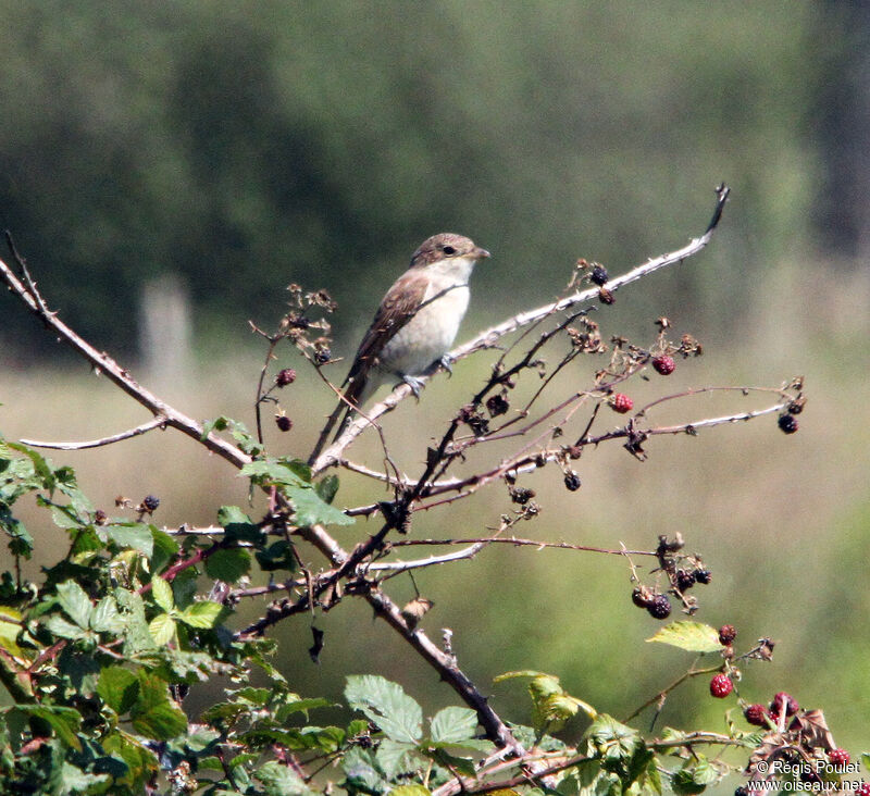 Red-backed Shrikeimmature