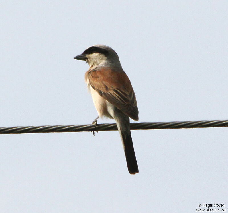 Red-backed Shrike male adult, identification