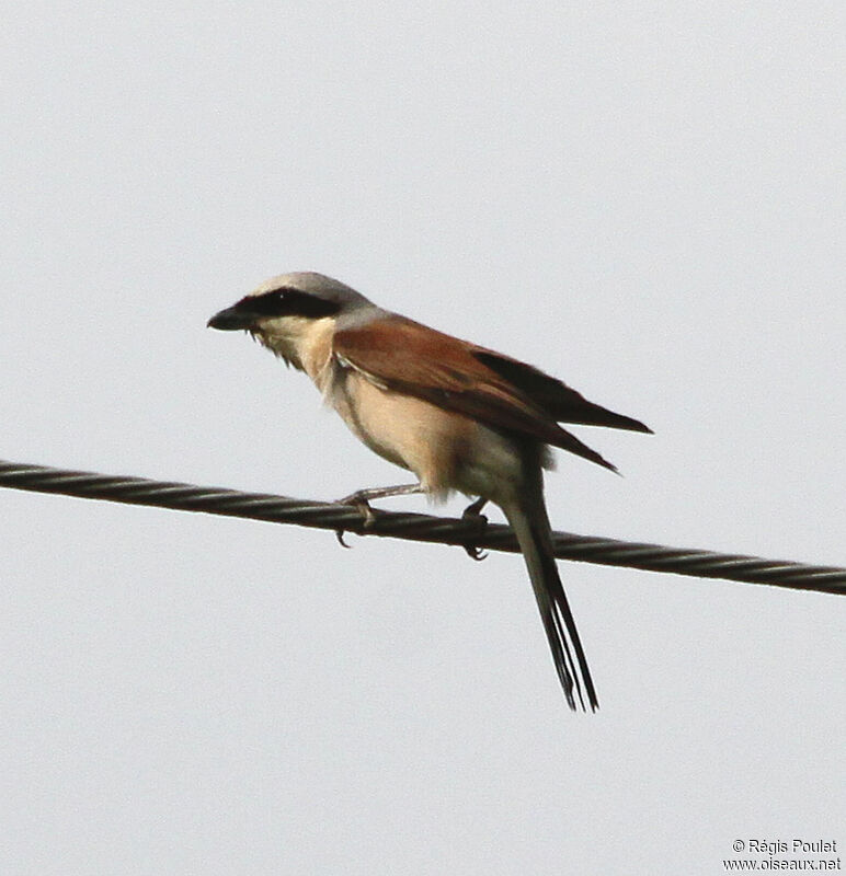 Red-backed Shrike male adult