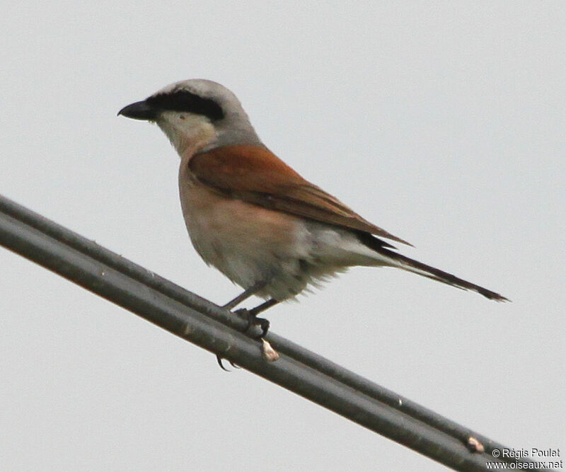 Red-backed Shrike male adult