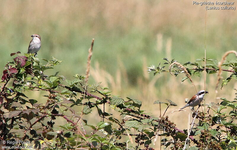 Pie-grièche écorcheuradulte nuptial, habitat, pêche/chasse