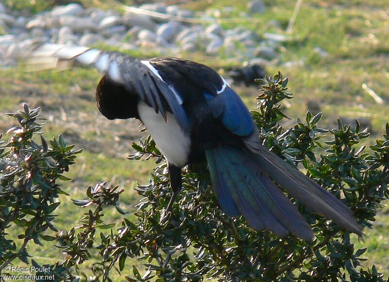 Eurasian Magpieadult