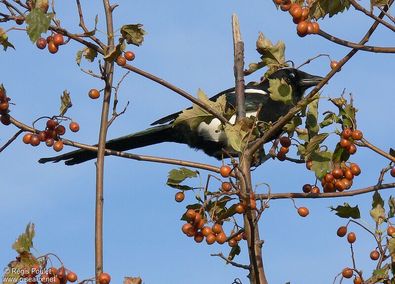 Eurasian Magpieadult