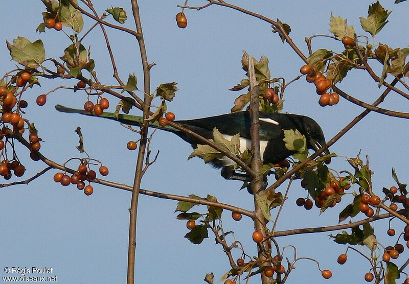 Eurasian Magpieadult