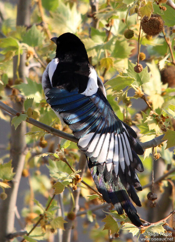 Eurasian Magpie, identification