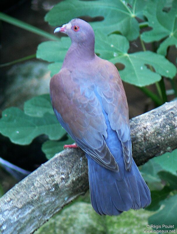 Pigeon à bec rouge