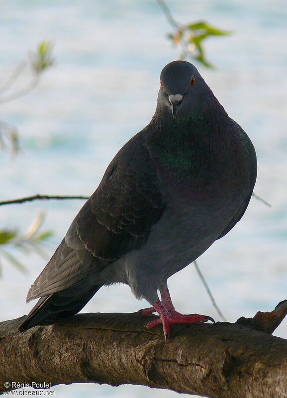 Pigeon biset