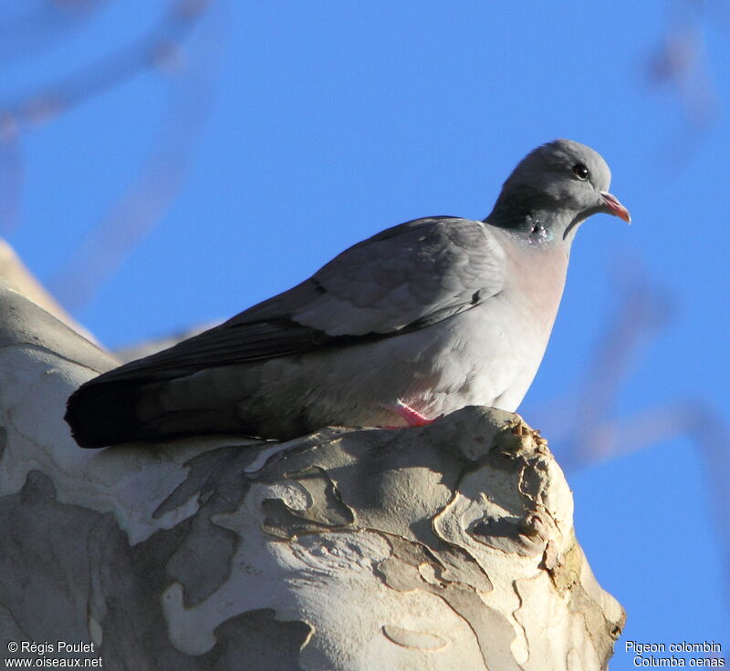 Pigeon colombin