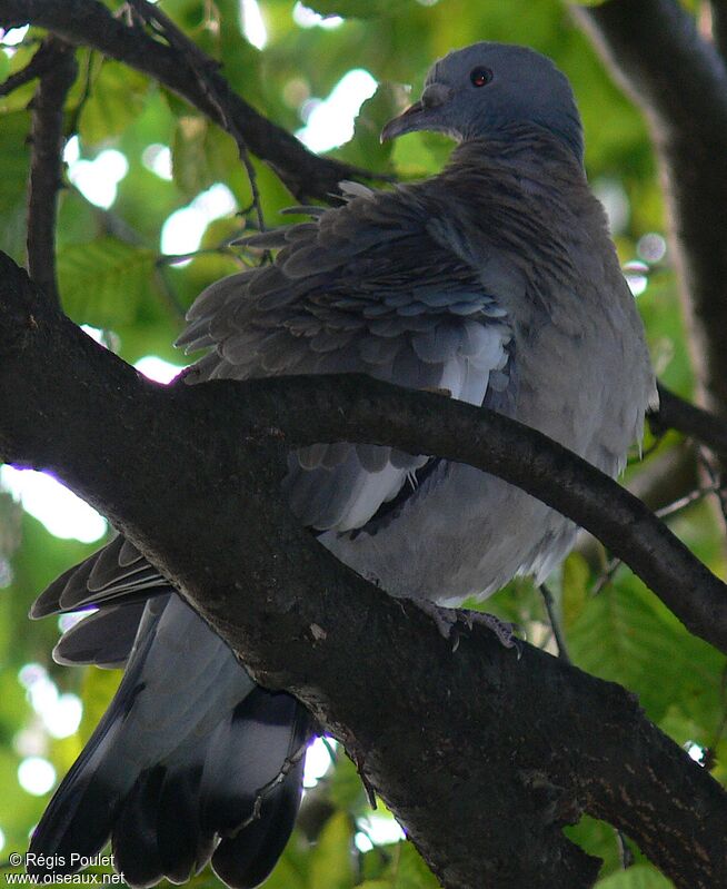 Pigeon ramier1ère année