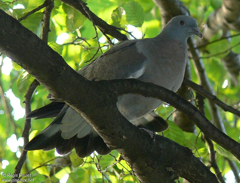 Pigeon ramier1ère année, identification