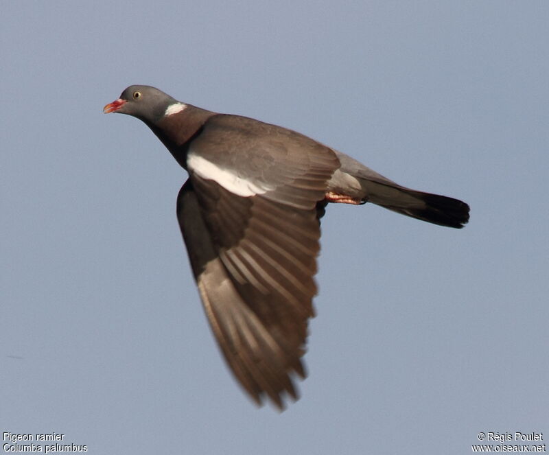 Pigeon ramieradulte, Vol