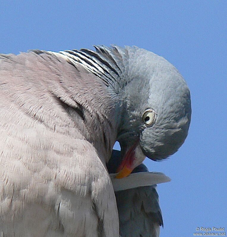 Common Wood Pigeonadult