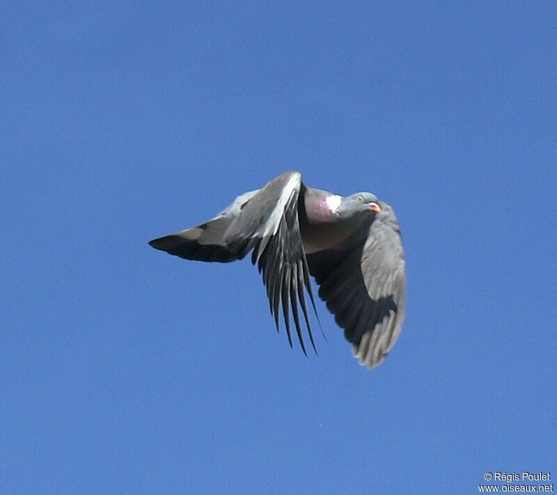 Common Wood Pigeonadult