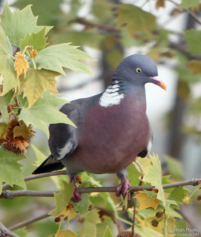 Common Wood Pigeonadult, identification