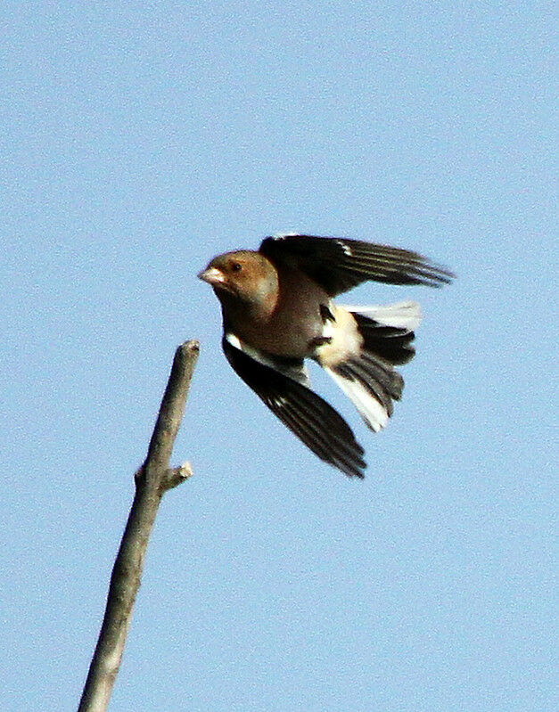 Pinson des arbres mâle adulte, Vol