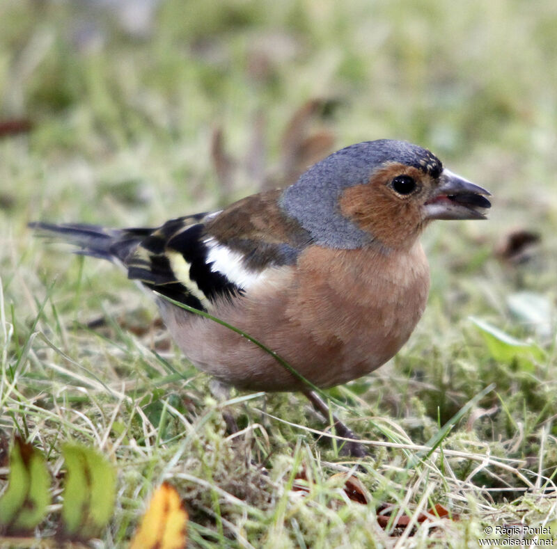 Pinson des arbres mâle adulte nuptial, identification