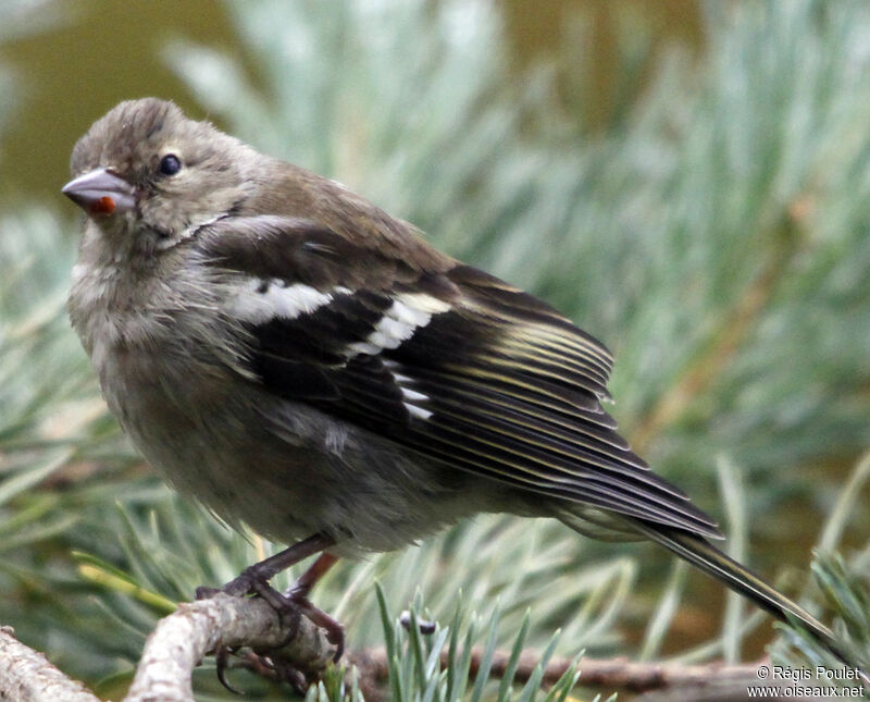 Pinson des arbres femelle adulte, identification