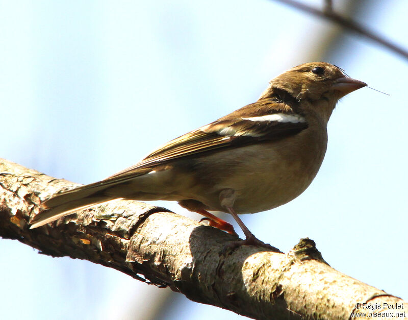 Pinson des arbres femelle adulte, identification