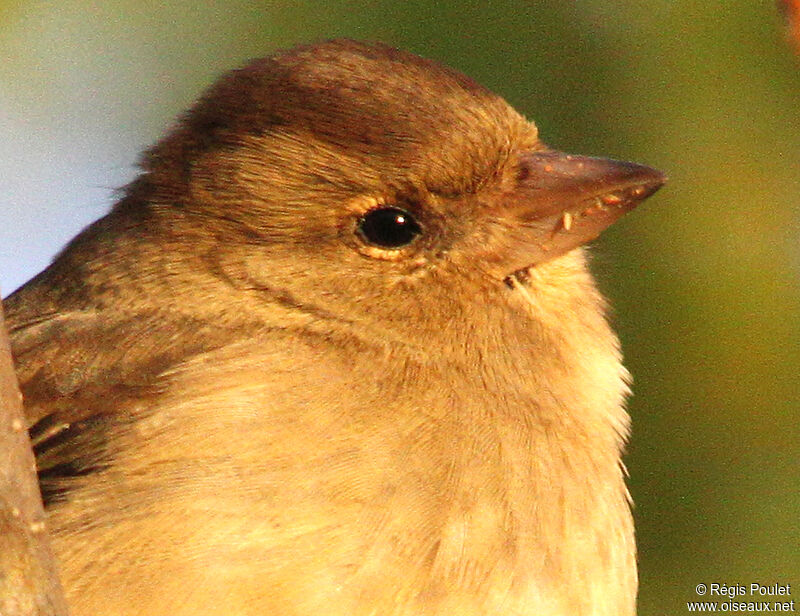 Eurasian Chaffinch