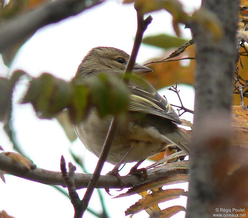 Pinson des arbres femelle adulte